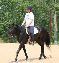 Former Prospect Horse for Sale, Matt's Memo is an OTTB living in South Carolina.