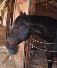 OTTB in training. Matt's Memo