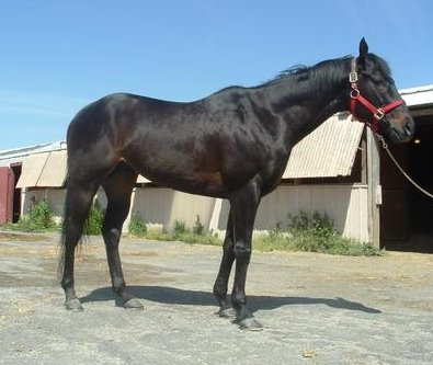 Matt's Memo was a Propsect Horse for Sale. He is an OTTB now.