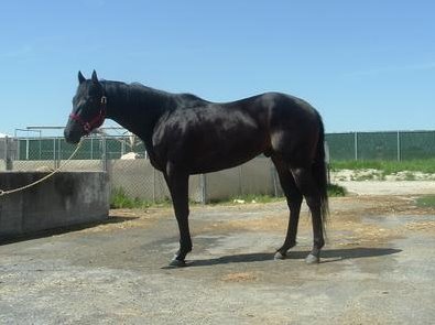 Matt's Memo was a Propsect Horse for Sale. He is an OTTB now.