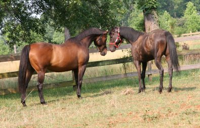OTTB success stories.