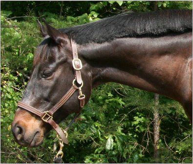 Matt's Memo in June 2008