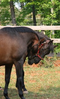 OTTB success stories