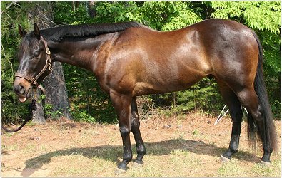 Matt's Memo - For Sale in June 2008