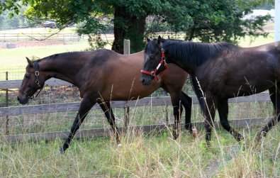 OTTB success stories.