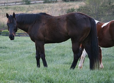 OTTB - Matt's Memo in a green pasture with his spotted friend.