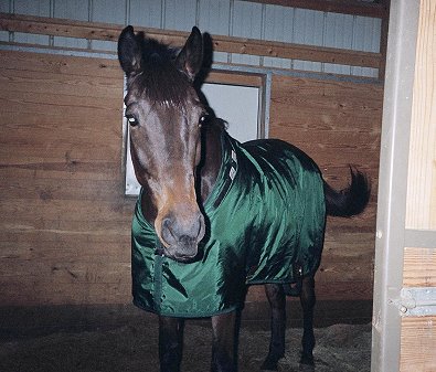 "Max" modeling his new stable blanket. 