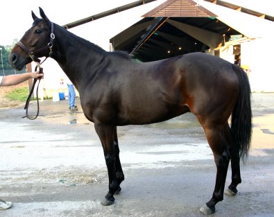 OTTB - Maximum Impact was a former Prospect Horse for Sale.