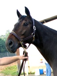 "Max" needs a home THIS WEEK! Can you help?