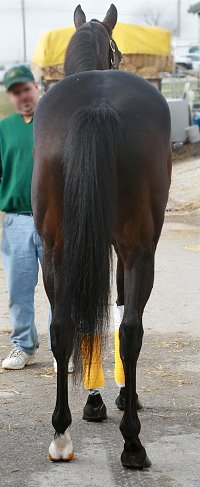 "Mia" is a gorgeous seven year old, dark bay gelding.