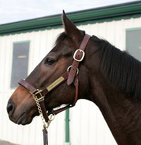 OTTB - Mia Justice 