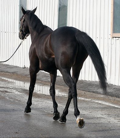 Please call for more information. We do not give prices by e-mail. Dark bay Thoroughbred gelding for sale.