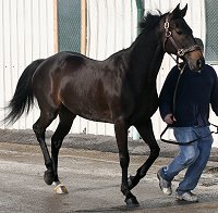 OTTB - Mia Justice was a Prospect Horse for sale in January 2007.