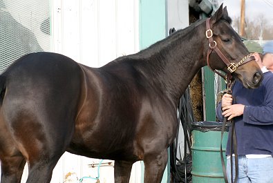 Please call for more information. We do not give prices by e-mail. Dark bay Thoroughbred gelding for sale.