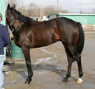 "Mia" is a gorgeous seven year old, dark bay gelding.