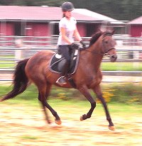 OTTB - Mia Justice is a horse for sale in Little Rock, AR