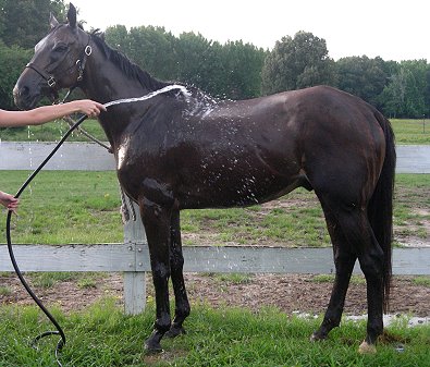 OTTB - Mia Justice is a horse for sale in Little Rock, AR