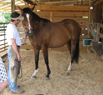 Farrier Jeremy holds Most Always a Lady to get new shoes.