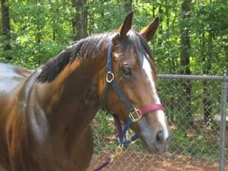 OTTB Most Always a Lady enjoys trail riding.