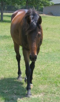 Former Prospect Horse for Sale - One for the Road - June 2006