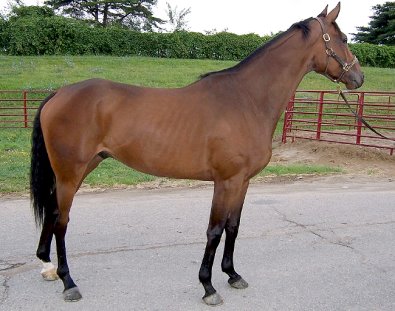 "Leader" is a new Prospect Horse for Sale. He is a 16.3 hand gelding.