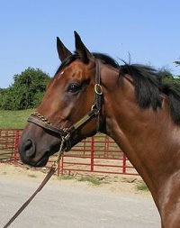 "Leader" is a 4 year-old, 16.3 hand Thoroughbred gelding for sale. 