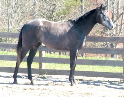 Tater Tot aka "Pretty" is growing fast and turning into a beautiful filly.