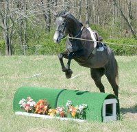 She seeks the middle of the fences when jumping.