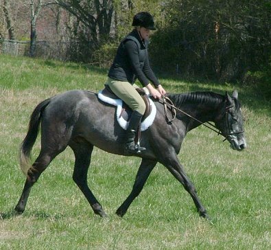 Tater will clean up in the Hunter ring.