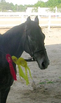 Tater performed excellently placing VERY well with two third places and one fifth place, which put us one point shy of Reserve Champion. 