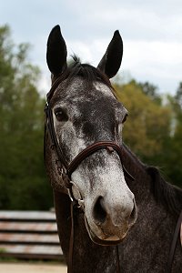 Former Prospect Horse For Sale - She Calls Me Tater aka "Pretty" is now for sale