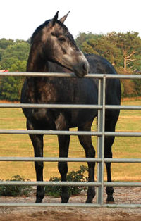 gray thoroughbred horse for sale - Pretty