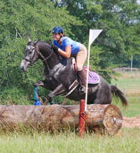 grey thoroughbred horse for sale - Pretty 