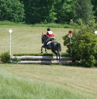 She Calls me Tater is gray Thoroughbred horse for sale.