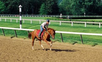 Project One is a Thoroughbred Horse for Sale.