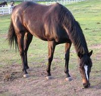 Cosmos and Carrots celebration!