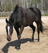 Roman Ripples checking out the sand on her new farm.