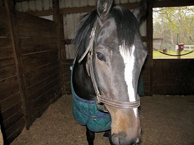 Roman Ripples was purchased as a Prospect Horse for Sale from Bits & Bytes Farm.