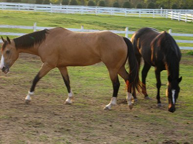 Savannah and Roman Ripples aka Rome