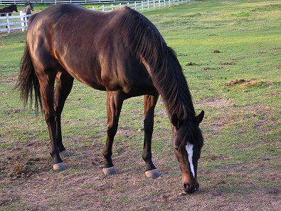 Roman Ripples was purchased as a Prospect Horse for Sale in February 2006.