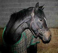 Roman Ripples was offered on our Prospect Horses for Sale page.