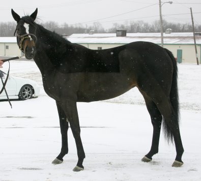Roman Ripples was offered on our Prospect Horses for Sale page.