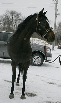 Roman Ripples was offered on our Prospect Horses for Sale page.