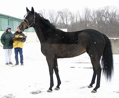 Roman Ripples was offered on our Prospect Horses for Sale page.