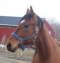 Sandra's Pride was purchased directly from the trainer after Glenna saw him on our Prospect Horses for Sale page.