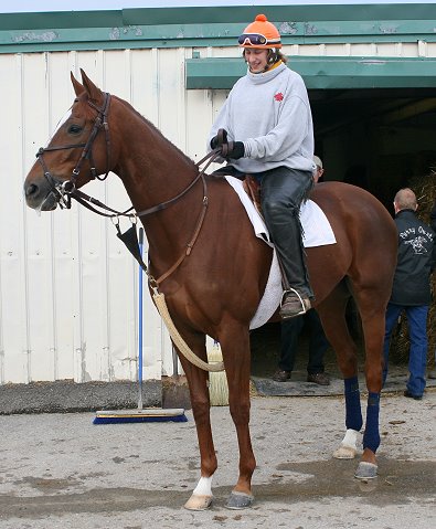 Chestnut Thoroughbred gelding for sale. 16+ hands