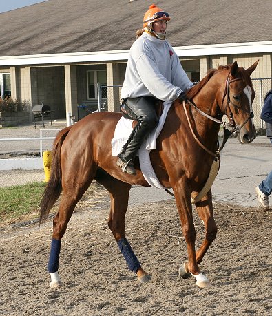 "Tommy" is an elegant and gentle, 4 years old, 16+ hand, chestnut gelding.