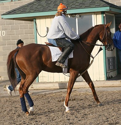 Chestnut Thoroughbred gelding for sale. 16+ hands