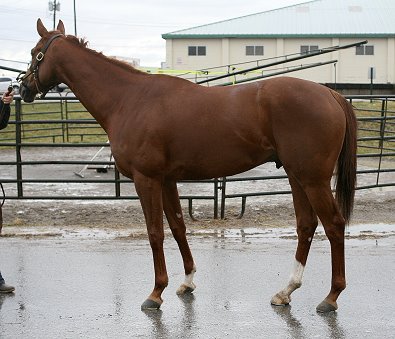 "Tommy" is an elegant and gentle, 4 years old, 16+ hand, chestnut gelding.
