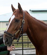 "Tommy" is kind and gentle and easy to ride.